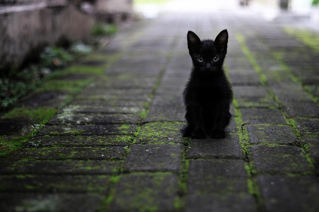 černé kotě