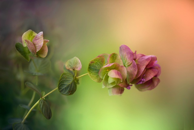 Asie je dobré místo pro kratom.