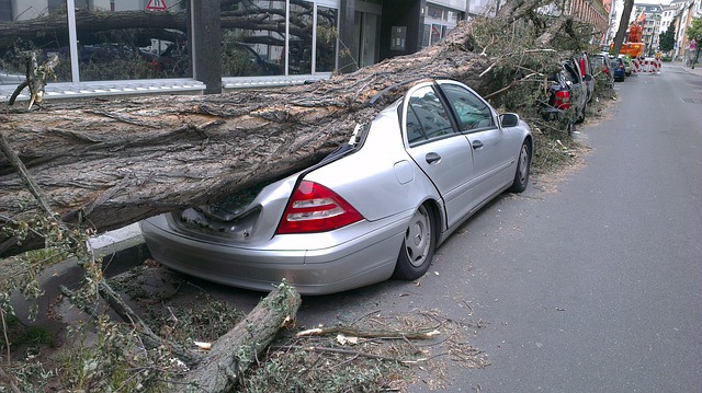 padlý strom na autech